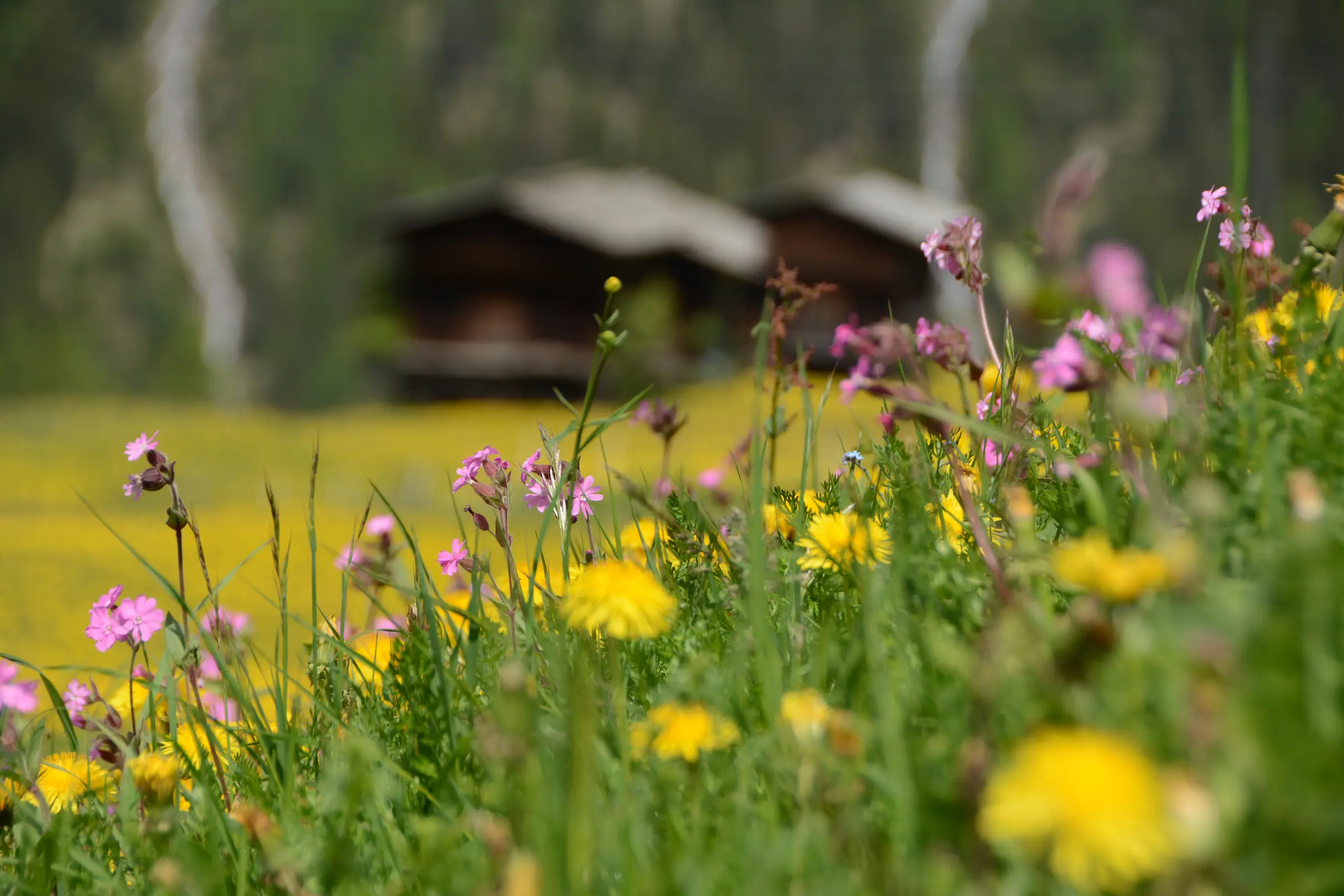 Summer meadow above Monstein with wild flowers, behind it two Walser hay barns